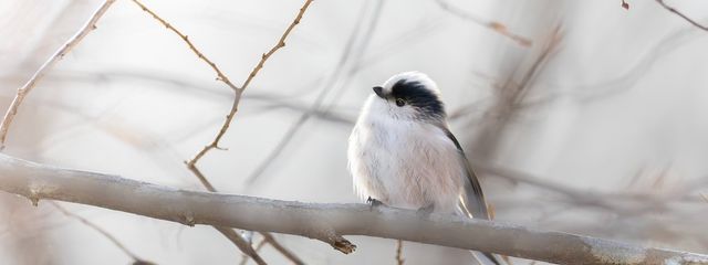 つんむ🐾🎧️🐟️#元コハクトウさんの壁紙画像