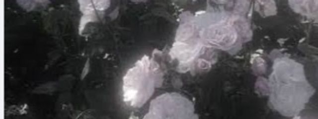 め　ぃ　。さんの壁紙画像