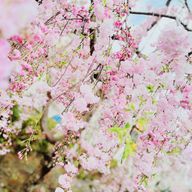 碧月(みつき)🏐･QAAさんのアイコン画像