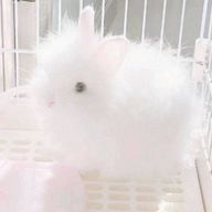 篠 咲 ら こさんのアイコン画像