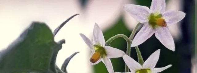 莉衣斗さんの壁紙画像