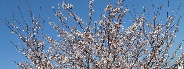 すぅ@朱雀のサブ垢さんの壁紙画像