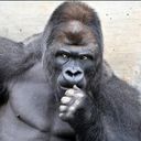 ゴリラ妹子