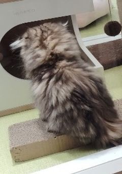 ファンアートするべ