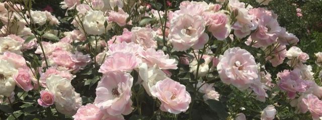 ひなさんの壁紙画像