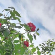 Ikuさんのアイコン画像