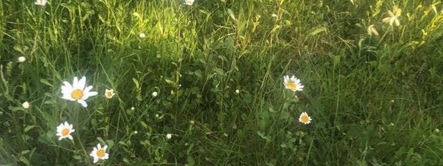 さえさんの壁紙画像