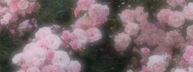 🙄さんの壁紙画像