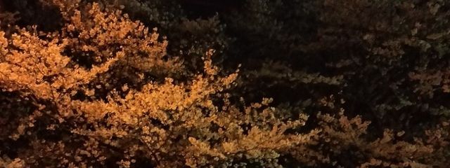それゆけひまりちゃん　(旧暇人1号)さんの壁紙画像