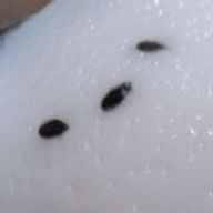 もち粉さんのアイコン画像