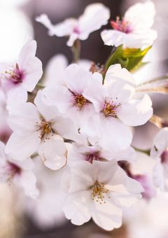 誰もが振り向く美女、実はおバカでした。