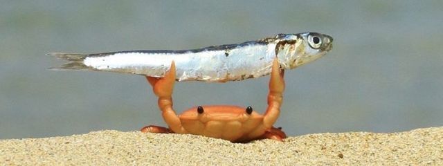 メイプル 💞🍁さんの壁紙画像