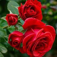 🌹🥀𓈒𓂂𓇬さんのアイコン画像
