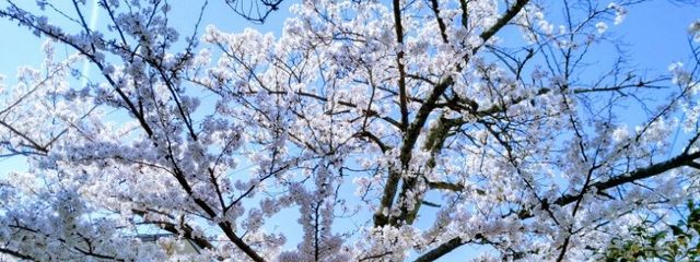 海音さんの壁紙画像