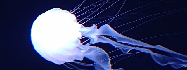  Rioさんの壁紙画像