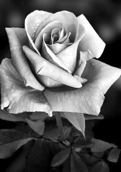 双葉のお兄様【bll-yit   main】