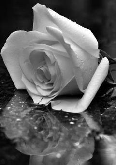 皇 帝 の 弟 、ガ チ の 低 身 長 で す 【引き継ぎ版】