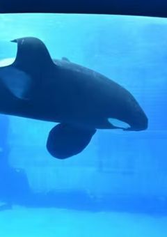 さかまた の お絵描き ノート 。