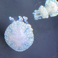 夜月 零弐(ゼロツー)さんのアイコン画像