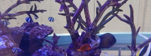 たらこのかき揚げさんの壁紙画像