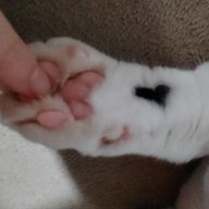 もろは＠活動休止or終了さんのアイコン画像