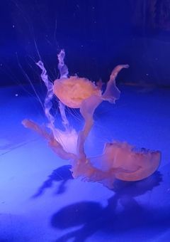 . 承認欲求虚言癖気狂い躁鬱人間. ↺