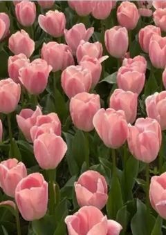 今日好きになりました　。