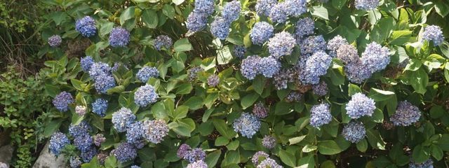 Haruki .さんの壁紙画像