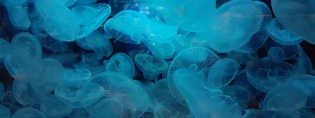 名無しのマスカット@低浮上の極みさんの壁紙画像