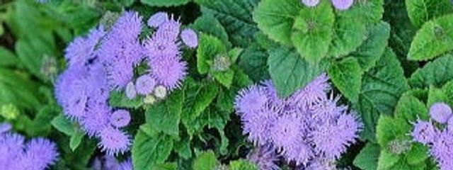 アレグロさんの壁紙画像