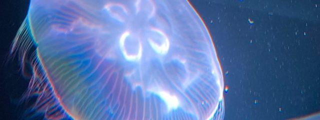 海月くららさんの壁紙画像