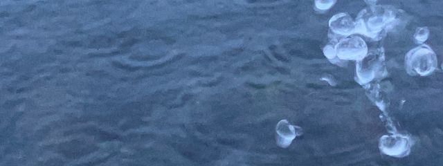 しまねこさんの壁紙画像
