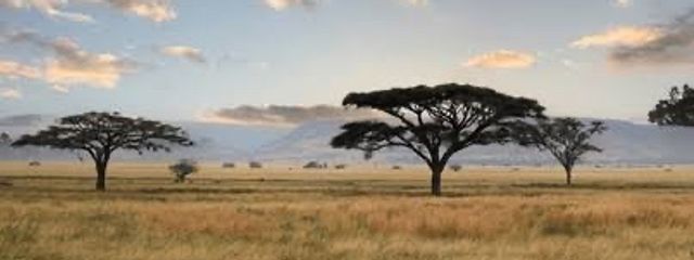 とらとらさんの壁紙画像