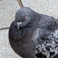 お兄さんKさんのアイコン画像