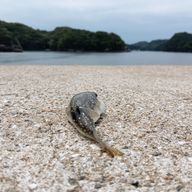 蓮さんのアイコン画像
