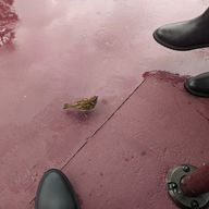 snnrさんのアイコン画像