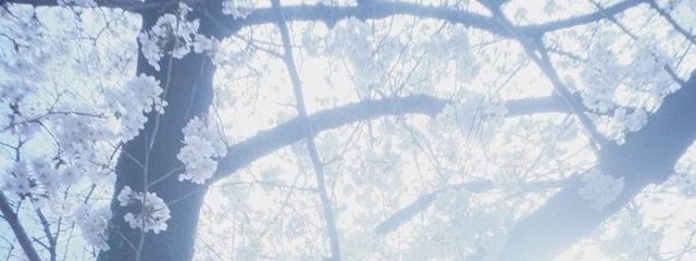 。さんの壁紙画像