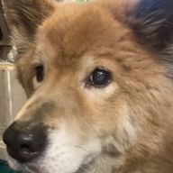 狛犬愛好家のマネージャー(gemini)さんのアイコン画像