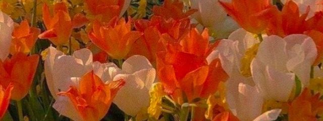 こはくさんの壁紙画像