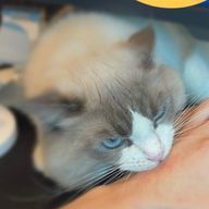 ˚ʚ♡ɞ˚さんのアイコン画像