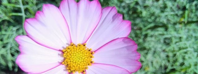 凛️ちゃん🩵⚽さんの壁紙画像