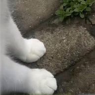 ねこの足さんのアイコン画像