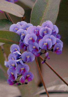 ハーデンベルギアの咲く頃に