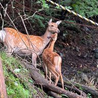 ソルトさんのアイコン画像
