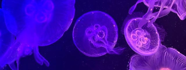 蒼@推しが推し(?)さんの壁紙画像