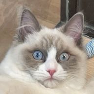 白菜パンケーキさんのアイコン画像