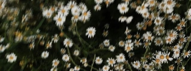miyuさんの壁紙画像