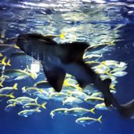 近松知沙左衛門さんのアイコン画像