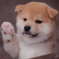 さっぴ!さんのアイコン画像