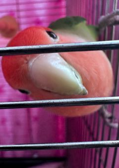 鳥のトリコ